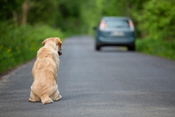Abandoned dog on the road - 262265641