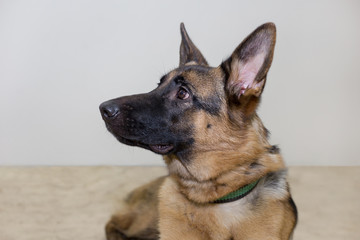 Portrait of german shepherd puppy with black mask. Isolated on a white background. Five month old.