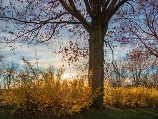 Fototapeta na wymiar Yellow Forsythia with Sunset Popping Through Illuminating the Tree Too