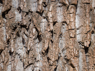 willow bark series