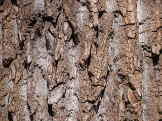 bark series