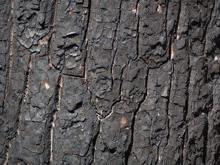 charred wood series