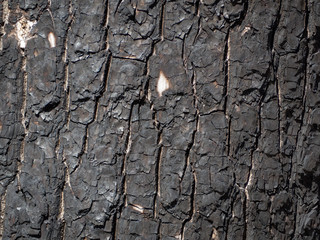 charred wood series