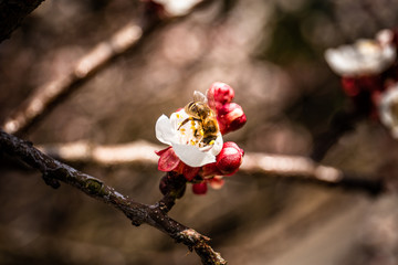 Biene auf Blüte im Frühling