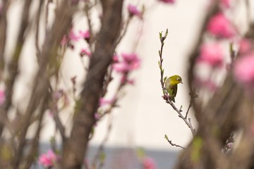 メジロ。見つけた。