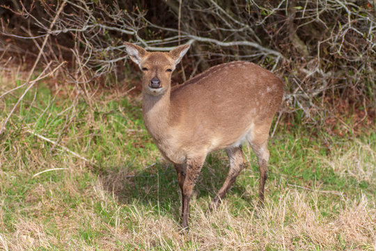 Assateague Island Wild Sika Deer