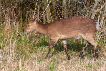 Assateague Island Wild Sika Deer