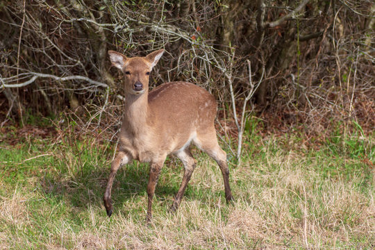 Assateague Island  Wild Sika Dear 