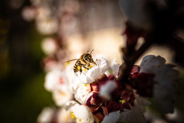 Biene mit Nektar - Nahaufnahme