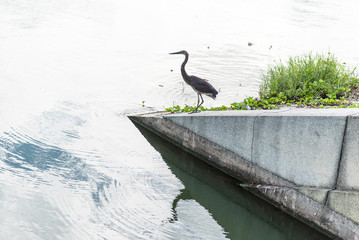 great blue heron in water