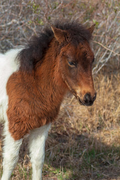 Assateague Island Wild Pony Foal