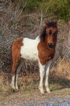 Assateague Island Wild Pony Foal