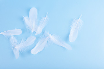 A lot of white feathers on a blue background. Light shades and selective focus. Copy space.