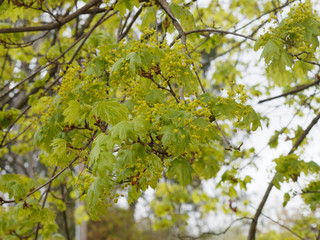 Érable plane (Acer platanoides)