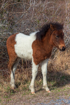 Assateague Island Wild Pony Foal