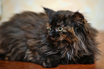 fluffy beautiful turtle-colored kitten