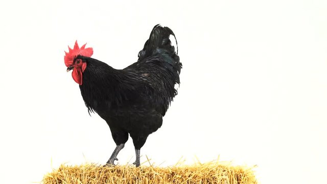  rooster stand in hay on a white screen