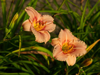 Fototapeta premium Hemerocallis 'Buffy's Doll' close up in a flower border