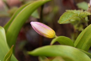 Bloom of the tulip species Tulipa bakeri from Crete.