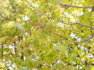 Acer platanoides - Feuilles d'Érable plane ou faux sycomore au printemps