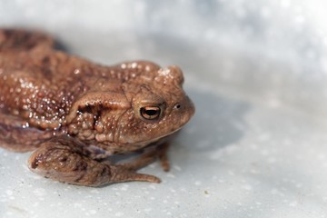 Head of a common toad, Bufo bufo