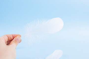 White feather on a blue background. Pastel colors and tenderness in concept photo. Copy space.