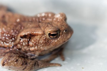 Head of a common toad, Bufo bufo
