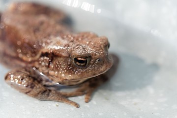 Head of a common toad, Bufo bufo