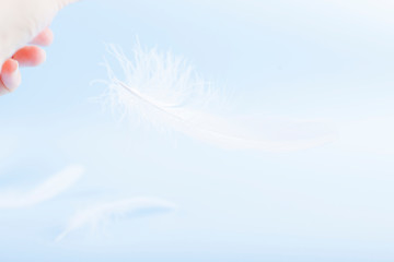 White feather on a blue background. Pastel colors and tenderness in concept photo. Copy space.