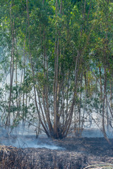 fire happen in the forest wrack on the tree