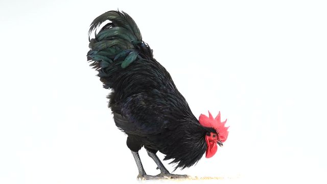 black rooster australorp (Gallus gallus) with dark green plumage pecks grain on white screen