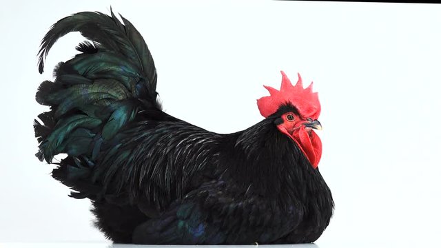 portrait black rooster australorp (Gallus gallus) with dark green plumage on white screen