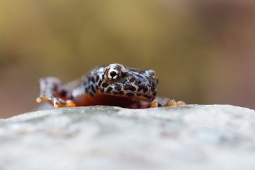 Head of a  alpine newt, Ichthyosaura alpestris