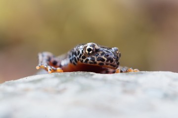 Head of a  alpine newt, Ichthyosaura alpestris