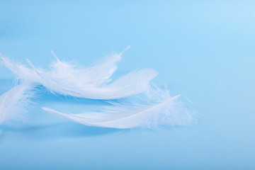 Fototapeta na wymiar A lot of white feathers on a blue background. Light shades and selective focus. Copy space.