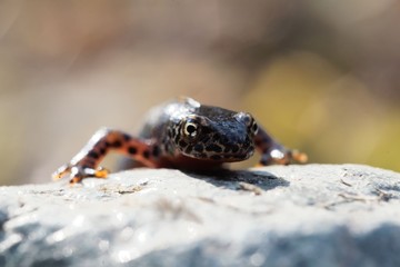 Head of a  alpine newt, Ichthyosaura alpestris