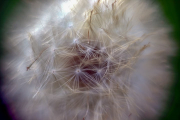 dandelion on green background