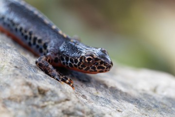 Male alpine newt, Ichthyosaura alpestris