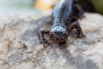 Head of a  alpine newt, Ichthyosaura alpestris