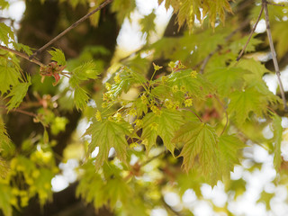 Acer platanoides - Érable plane aux fleurs printanières jaunes dressées en corymbes entre les jeunes feuilles palmées, lobes pointues de couleur vert luisant