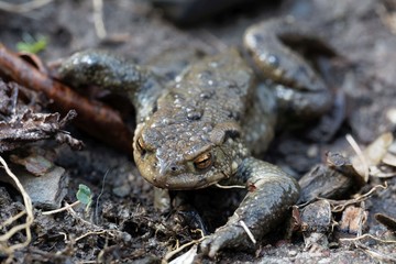 Portrait of a common toad