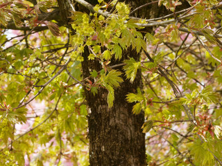 Acer platanoides - Érable plane
