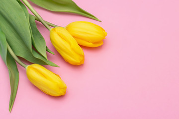 Yellow tulips on a pink background. Top view. Close-up.