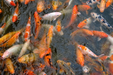 Poissons carpes dans un bassin
