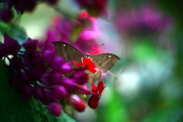 moth on flower
