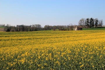 Champ de colza.