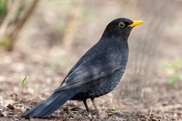 Obraz premium Blackbird (Turdus merula)