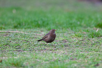 Blackbird (Turdus merula)