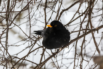 Blackbird (Turdus merula)