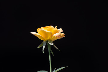 Yellow  rose flower
